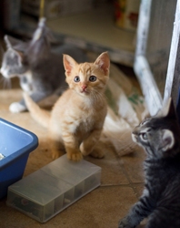 [picture of Tatch, a Domestic Short Hair dark tabby cat]