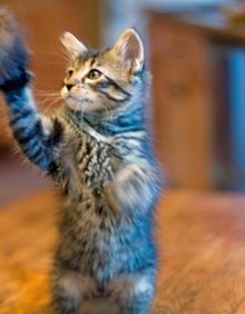 [picture of Tatch, a Domestic Short Hair dark tabby\ cat] 