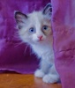 A picture of #AB00304: Priscilla a Siamese/Domestic Medium Hair-x sealpoint patch