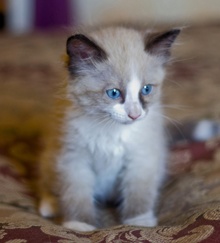[another picture of Priscilla, a Siamese/Domestic Medium Hair-x sealpoint patch\ cat] 