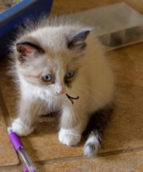 [picture of Priscilla, a Siamese/Domestic Medium Hair-x sealpoint patch cat]