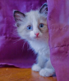 [picture of Priscilla, a Siamese/Domestic Medium Hair-x sealpoint patch\ cat] 
