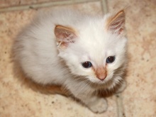 [another picture of Gringo, a Siamese/Domestic Short Hair-x flamepoint\ cat] 