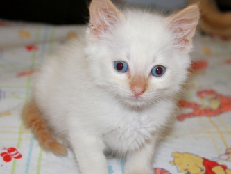 [picture of Gringo, a Siamese/Domestic Short Hair-x flamepoint cat]