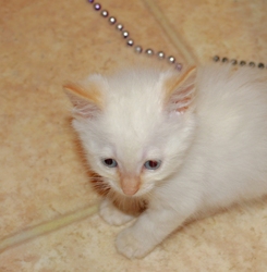 [picture of Gringo, a Siamese/Domestic Short Hair-x flamepoint cat]