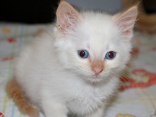 A picture of #AB00307: Gringo a Siamese/Domestic Short Hair-x flamepoint
