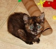 A picture of #AB00309: Greta a Domestic Short Hair tortoiseshell