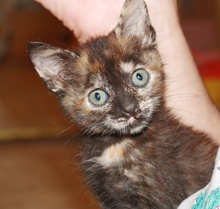 [another picture of Greta, a Domestic Short Hair tortoiseshell\ cat] 