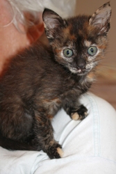 [picture of Greta, a Domestic Short Hair tortoiseshell cat]