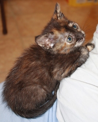 [picture of Greta, a Domestic Short Hair tortoiseshell cat]
