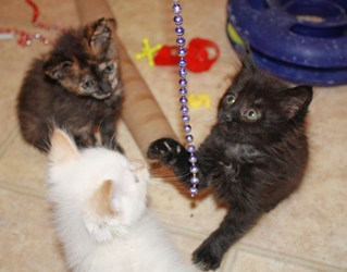 [picture of Greta, a Domestic Short Hair tortoiseshell cat]