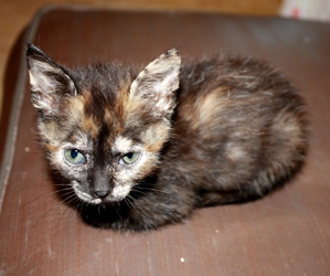 [picture of Greta, a Domestic Short Hair tortoiseshell cat]