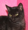 A picture of #AB00310: Isabella AKA Geneva a Domestic Short Hair black