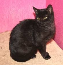 [another picture of Isabella AKA Geneva, a Domestic Short Hair black\ cat] 