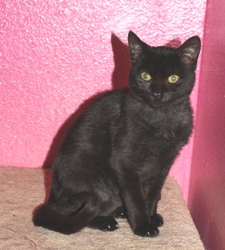 [picture of Isabella AKA Geneva, a Domestic Short Hair black cat]