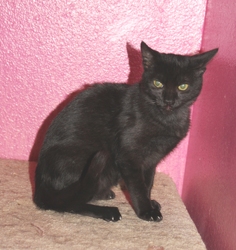[picture of Isabella AKA Geneva, a Domestic Short Hair black cat]