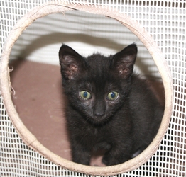 [picture of Isabella AKA Geneva, a Domestic Short Hair black cat]