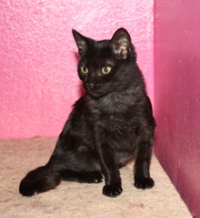 [picture of Isabella AKA Geneva, a Domestic Short Hair black\ cat] 