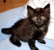 A picture of #AB00311: Gamin a Domestic Medium Hair black