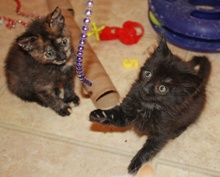 [another picture of Gamin, a Domestic Medium Hair black\ cat] 