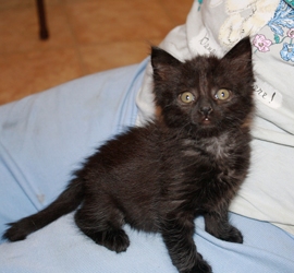 [picture of Gamin, a Domestic Medium Hair black cat]