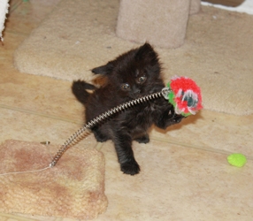 [picture of Gamin, a Domestic Medium Hair black cat]