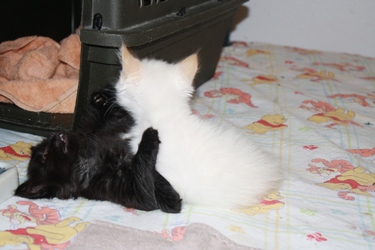 [picture of Gamin, a Domestic Medium Hair black cat]