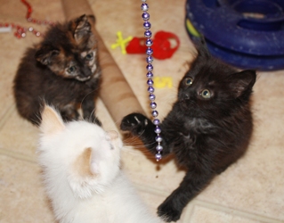 [picture of Gamin, a Domestic Medium Hair black cat]