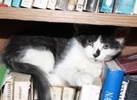 A picture of #AB00312: Hope a Domestic Medium Hair black/white