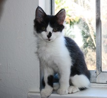 [another picture of Hope, a Domestic Medium Hair black/white\ cat] 