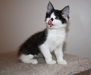 [picture of Hope, a Domestic Medium Hair black/white cat]