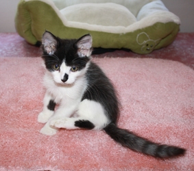 [picture of Hope, a Domestic Medium Hair black/white cat]