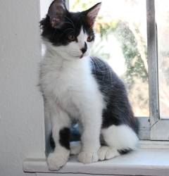 [picture of Hope, a Domestic Medium Hair black/white cat]