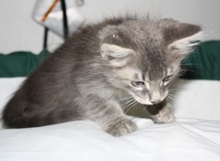 [another picture of Elvin, a Domestic Medium Hair brown tabby\ cat] 