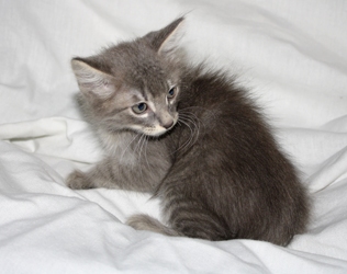 [picture of Elvin, a Domestic Medium Hair brown tabby cat]