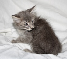 [picture of Elvin, a Domestic Medium Hair brown tabby\ cat] 