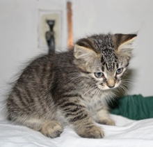 [another picture of Elvis, a Domestic Medium Hair brown tabby\ cat] 