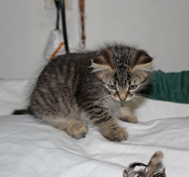 [picture of Elvis, a Domestic Medium Hair brown tabby cat]