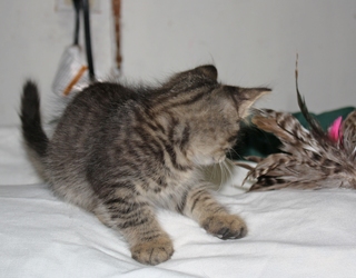 [picture of Elvis, a Domestic Medium Hair brown tabby cat]