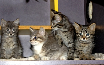 [picture of Elvis, a Domestic Medium Hair brown tabby cat]