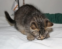 [picture of Elvis, a Domestic Medium Hair brown tabby\ cat] 