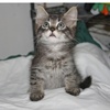 A picture of #AB00315: Ellis a Domestic Medium Hair gray tabby