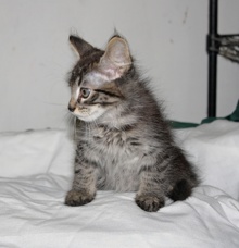 [another picture of Ellis, a Domestic Medium Hair gray tabby\ cat] 