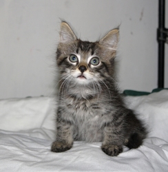 [picture of Ellis, a Domestic Medium Hair gray tabby cat]