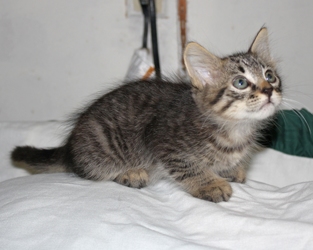 [picture of Ellis, a Domestic Medium Hair gray tabby cat]