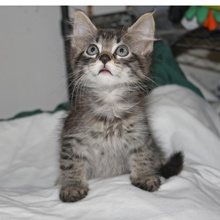 [picture of Ellis, a Domestic Medium Hair gray tabby\ cat] 