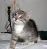 A picture of #AB00316: Elmo a Domestic Medium Hair gray tabby/white