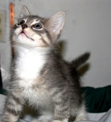 [another picture of Elmo, a Domestic Medium Hair gray tabby/white\ cat] 