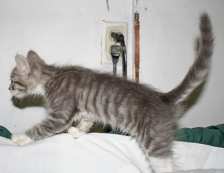 [picture of Elmo, a Domestic Medium Hair gray tabby/white cat]