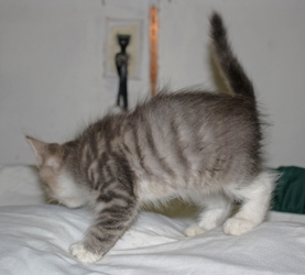 [picture of Elmo, a Domestic Medium Hair gray tabby/white cat]